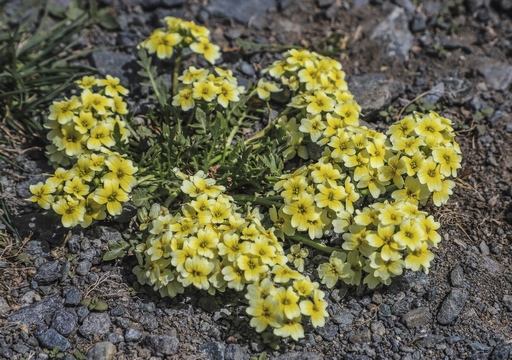 Chorispora sibirica